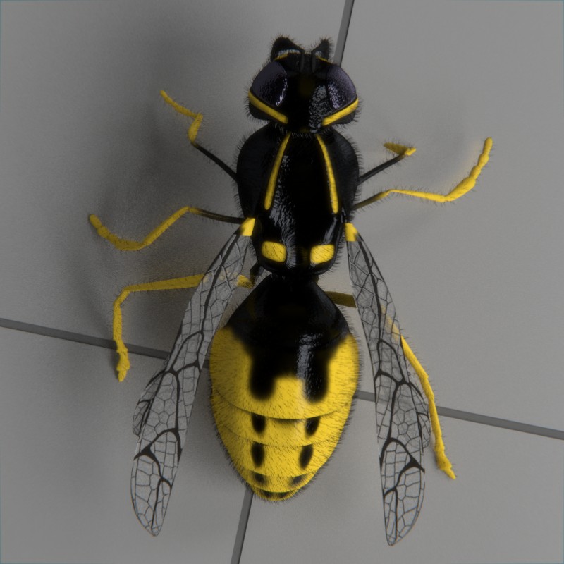 wasp animated preview image 4